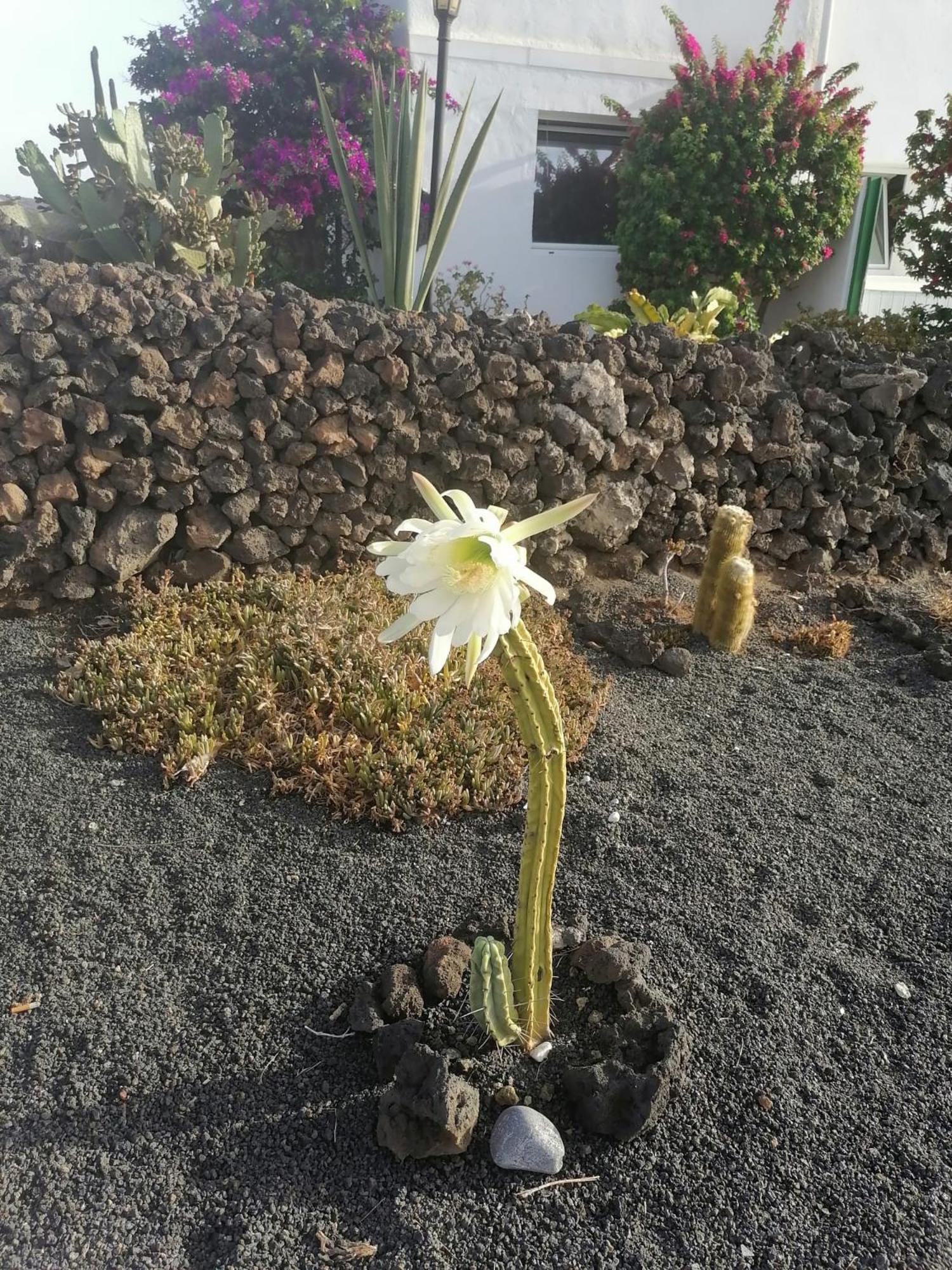 Apartamento Kokozun 28 Guatiza 外观 照片